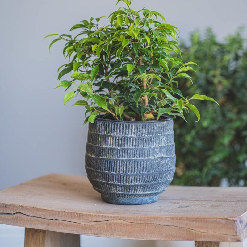 Macetero Rarán - tiendachagual