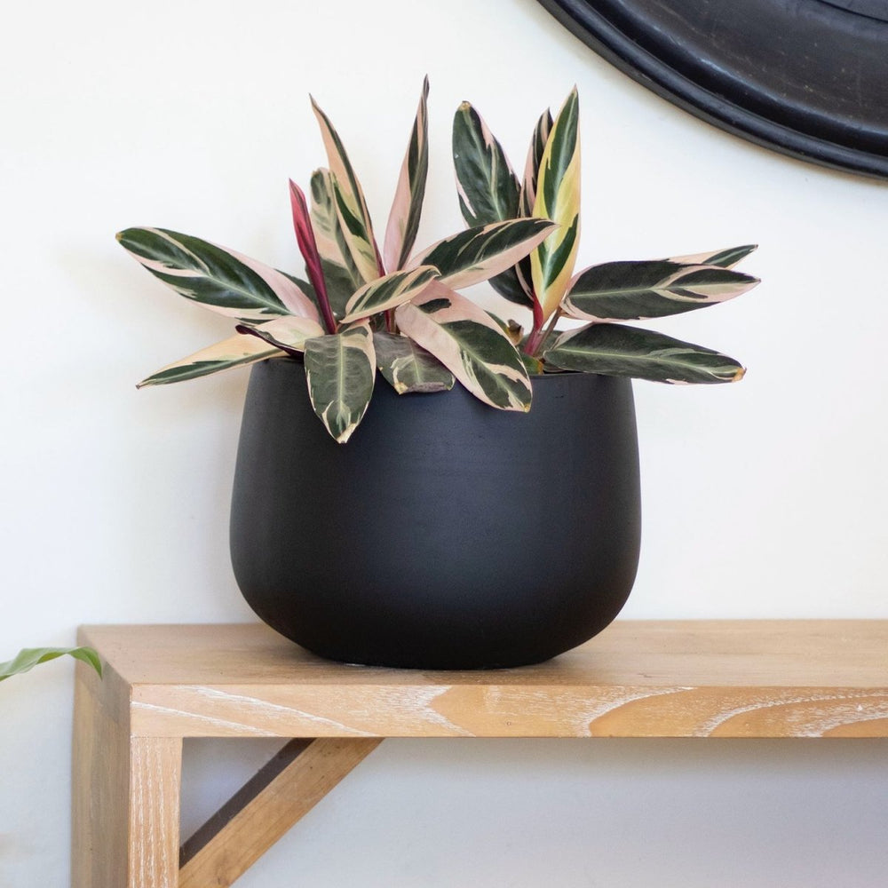 Macetero Tepa negro - tiendachagual