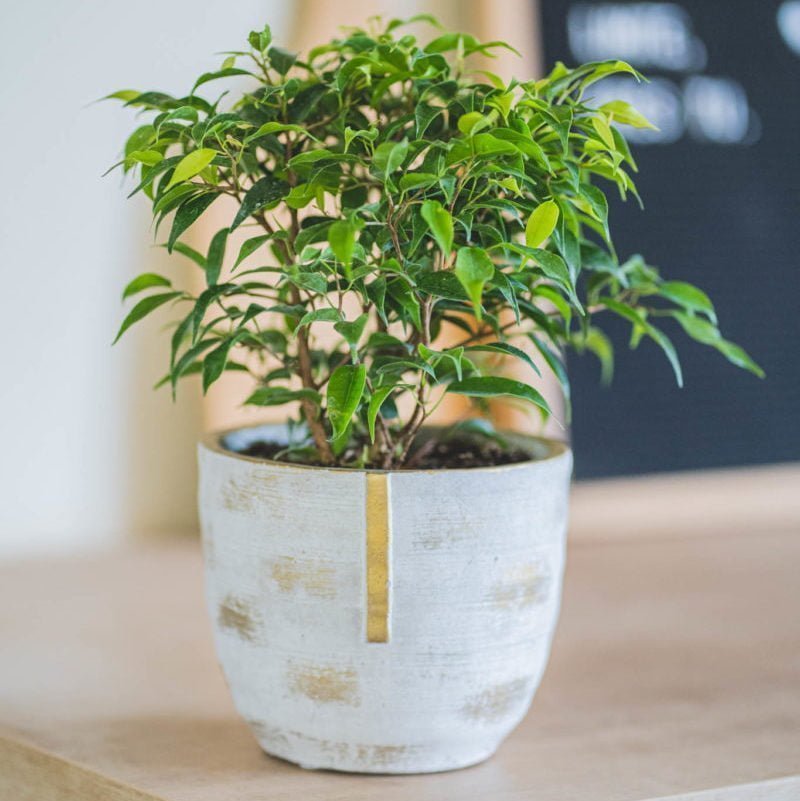 Macetero Ulmo - tiendachagual