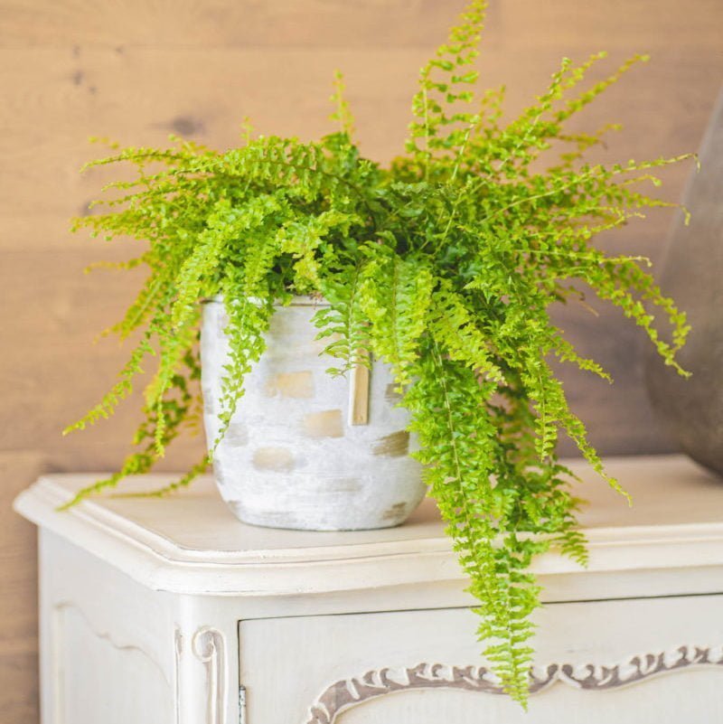 Macetero Ulmo - tiendachagual