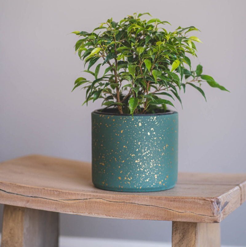 Macetero Voqui Verde - tiendachagual