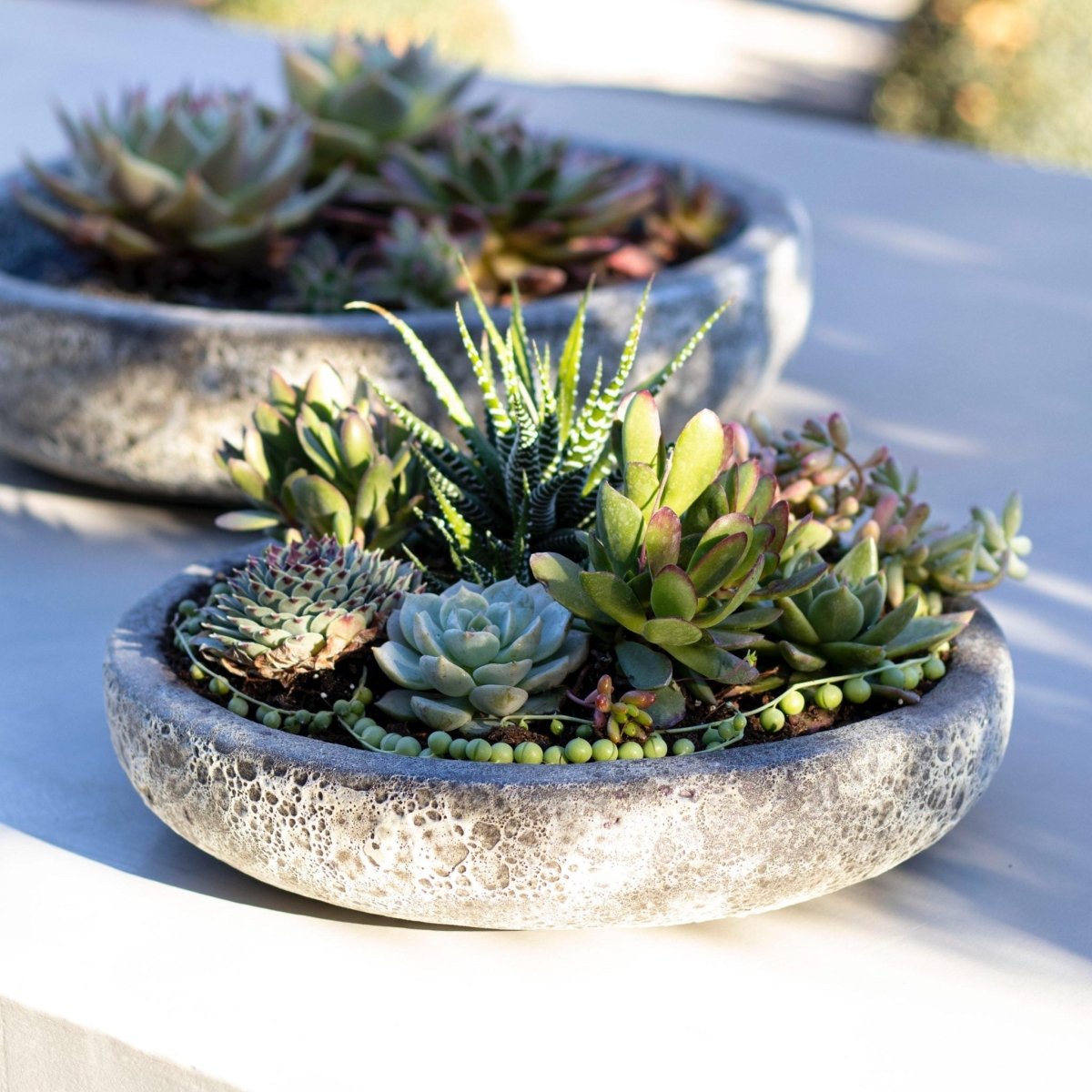 Mix suculentas + Macetero Azara - tiendachagual