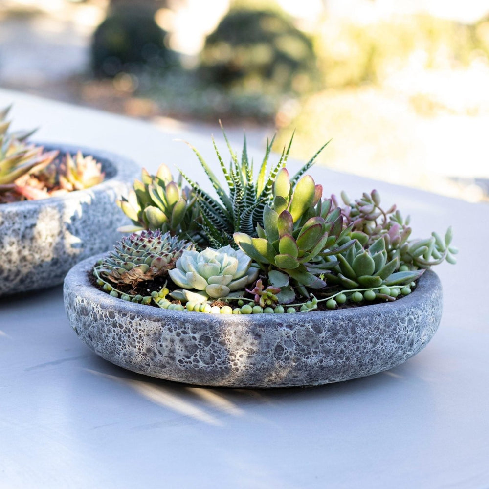 Mix suculentas + Macetero Azara - tiendachagual