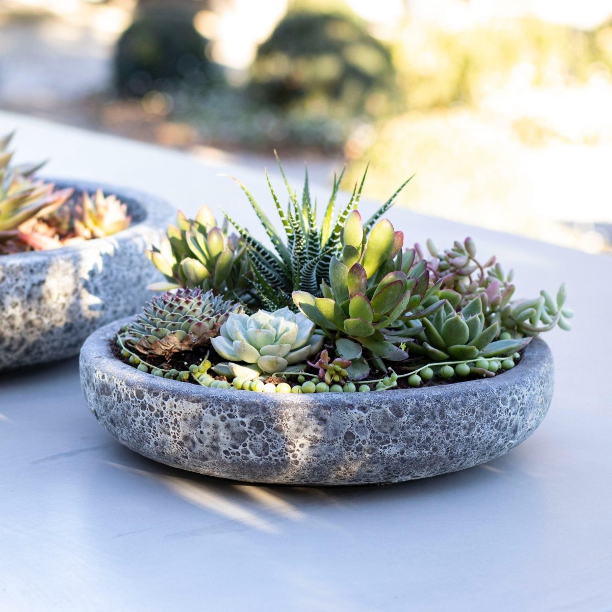 Mix suculentas + Macetero Azara - tiendachagual