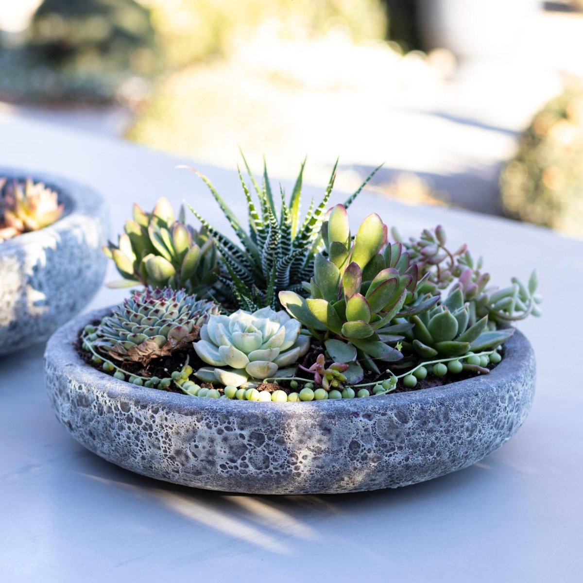 Mix suculentas + Macetero Azara - tiendachagual