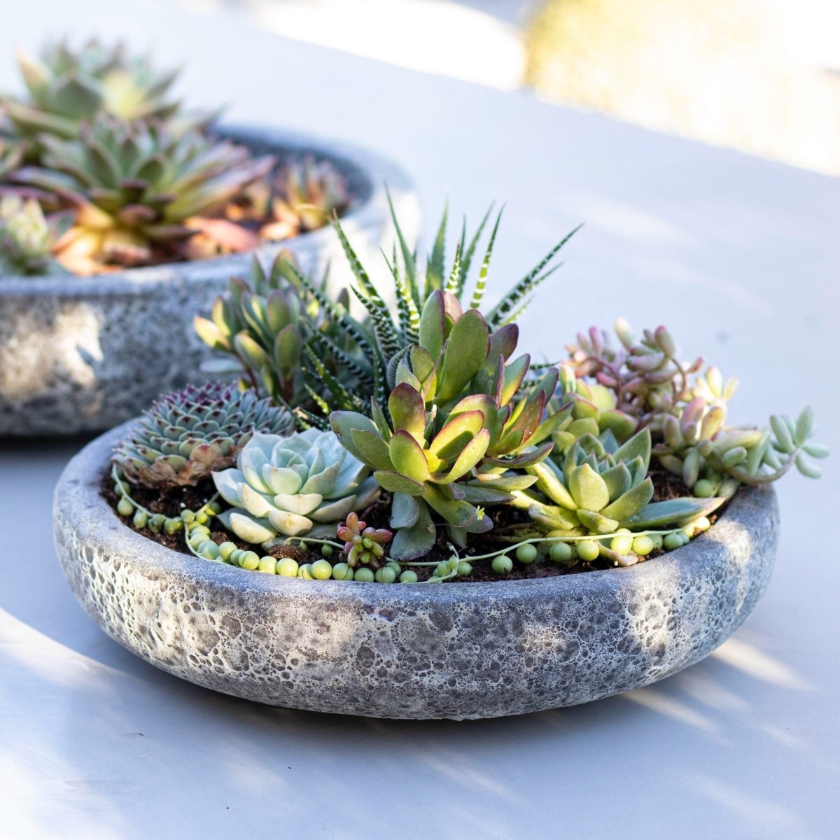 Mix suculentas + Macetero Azara - tiendachagual