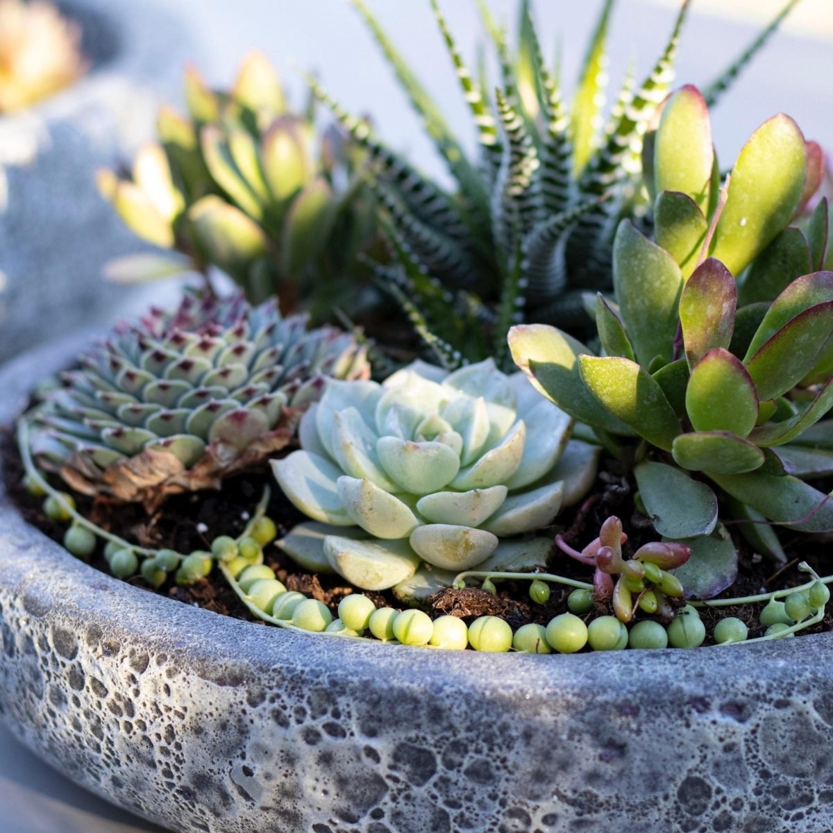 Mix suculentas + Macetero Azara - tiendachagual