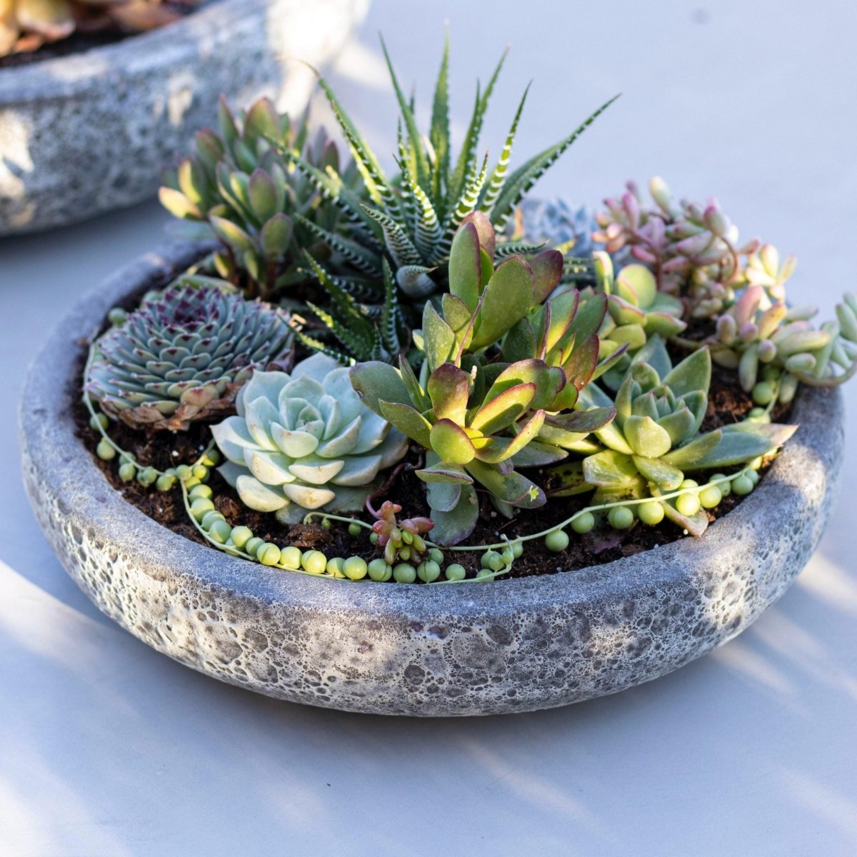 Mix suculentas + Macetero Azara - tiendachagual