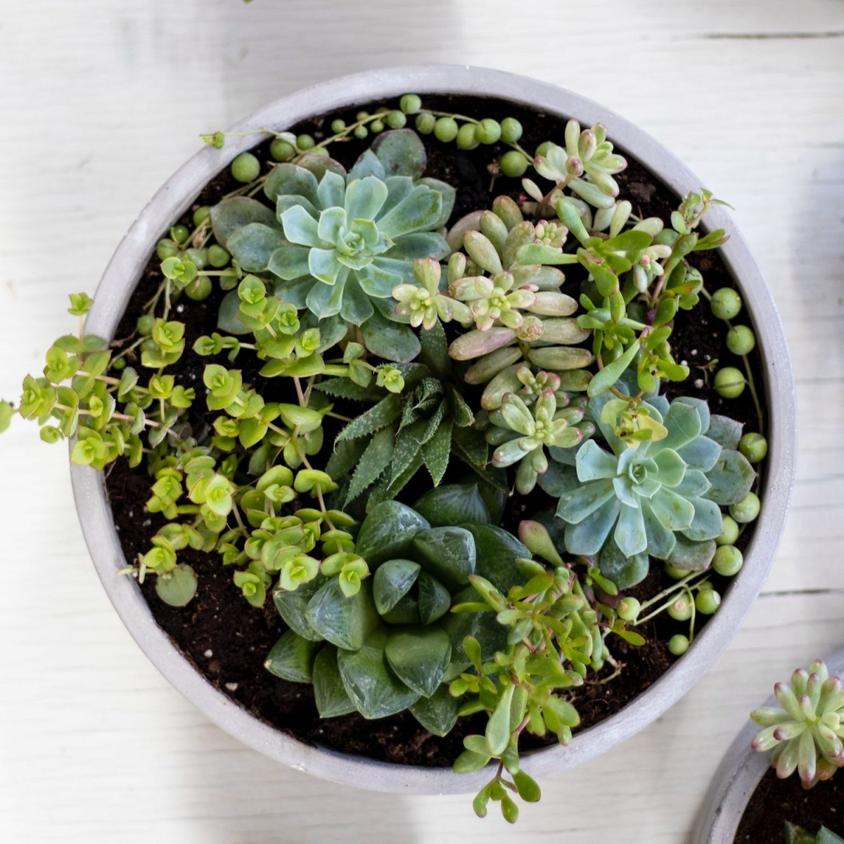 Mix suculentas - tiendachagual