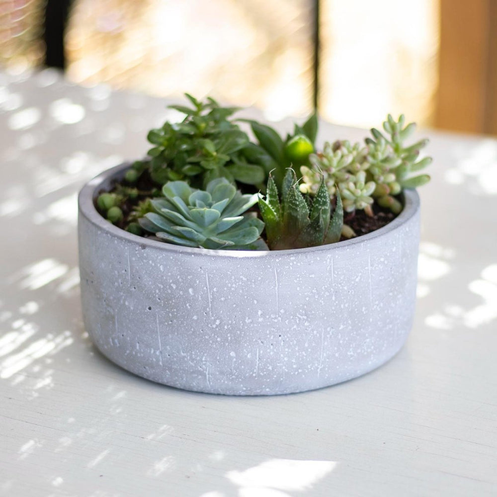 Mix suculentas - tiendachagual