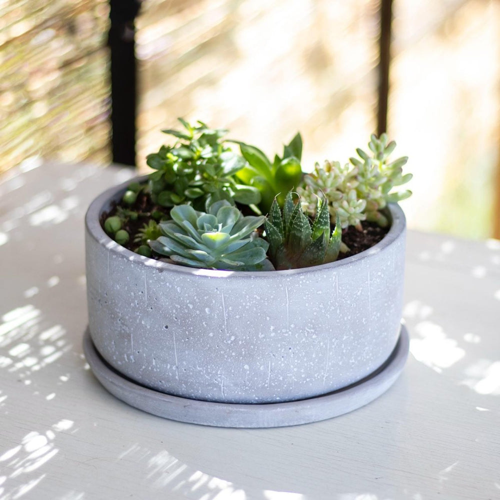 Mix suculentas - tiendachagual