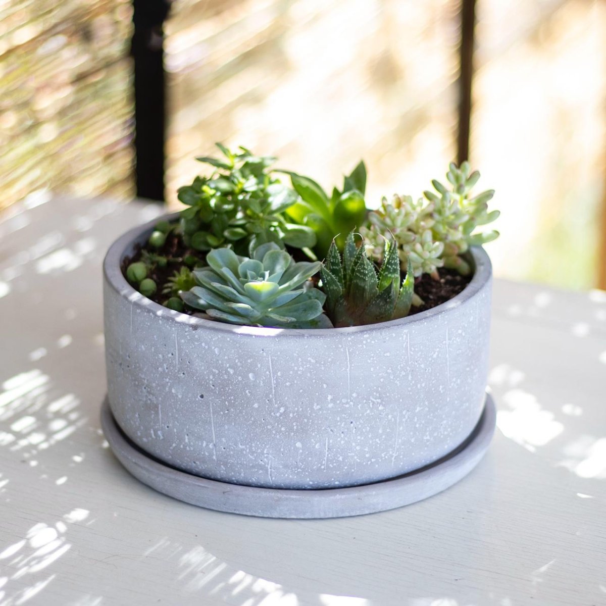 Mix suculentas - tiendachagual