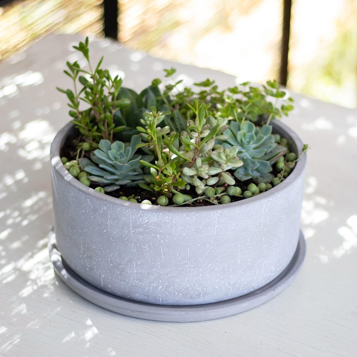 Mix suculentas - tiendachagual