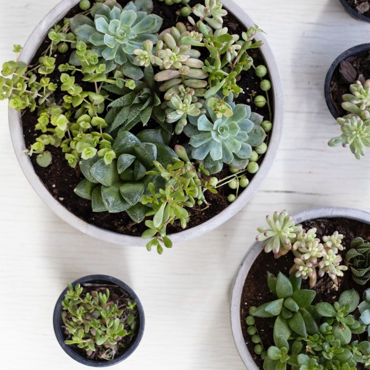 Mix suculentas - tiendachagual