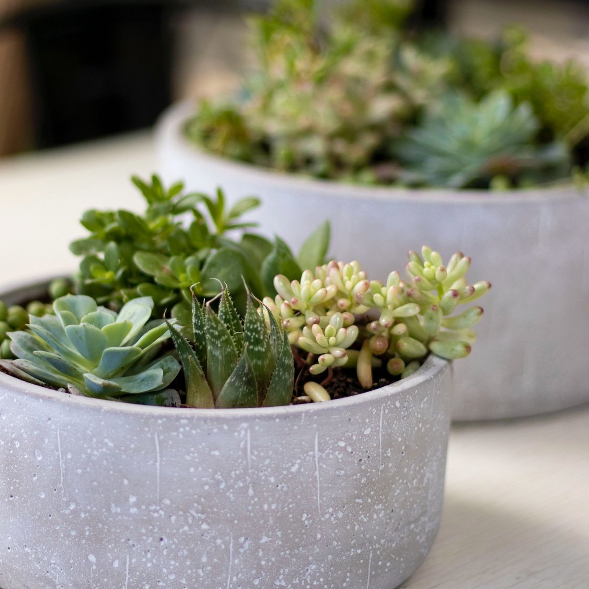 Mix suculentas - tiendachagual