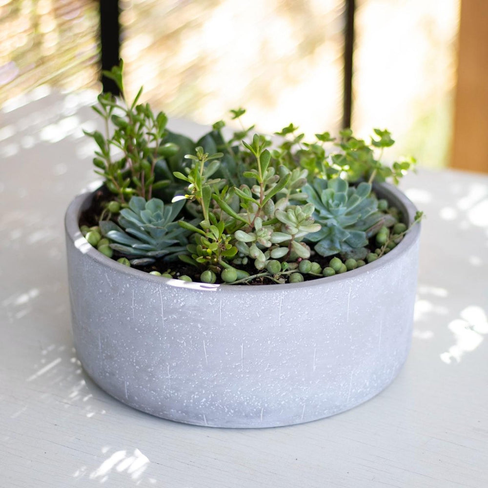 Mix suculentas - tiendachagual