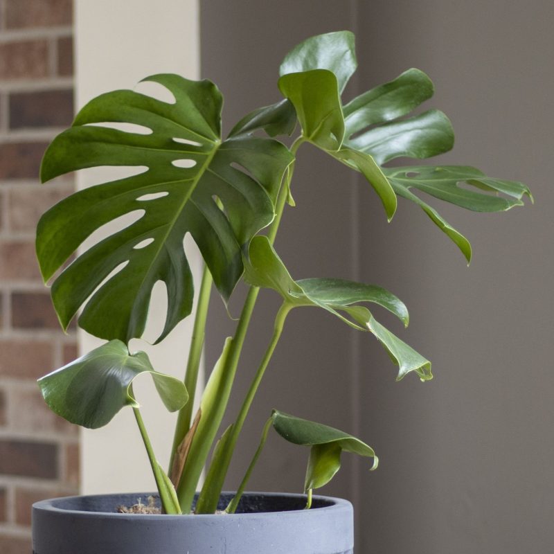 Monstera Deliciosa - tiendachagual