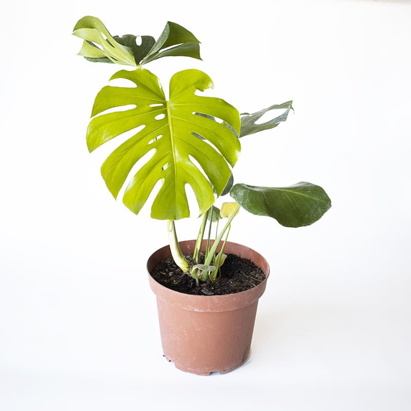 Monstera Deliciosa - tiendachagual