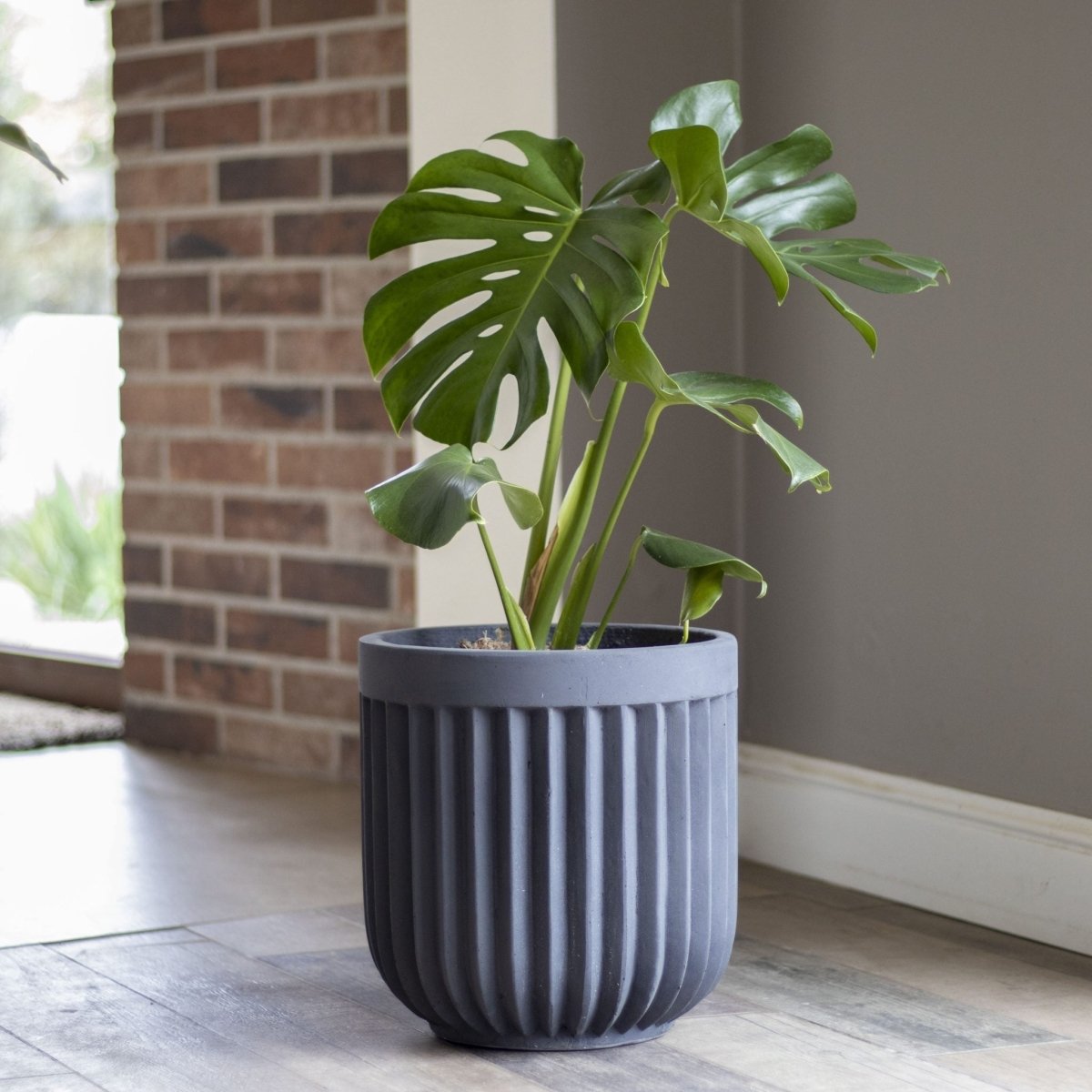 Monstera Deliciosa - tiendachagual