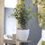 notro m ficus 01w