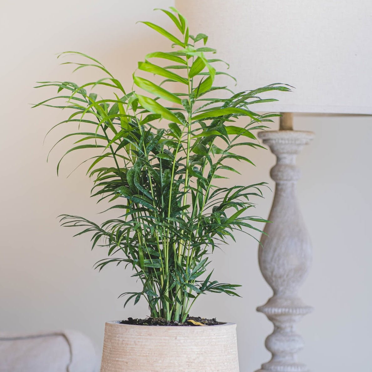 Palmera Chamaedorea - tiendachagual