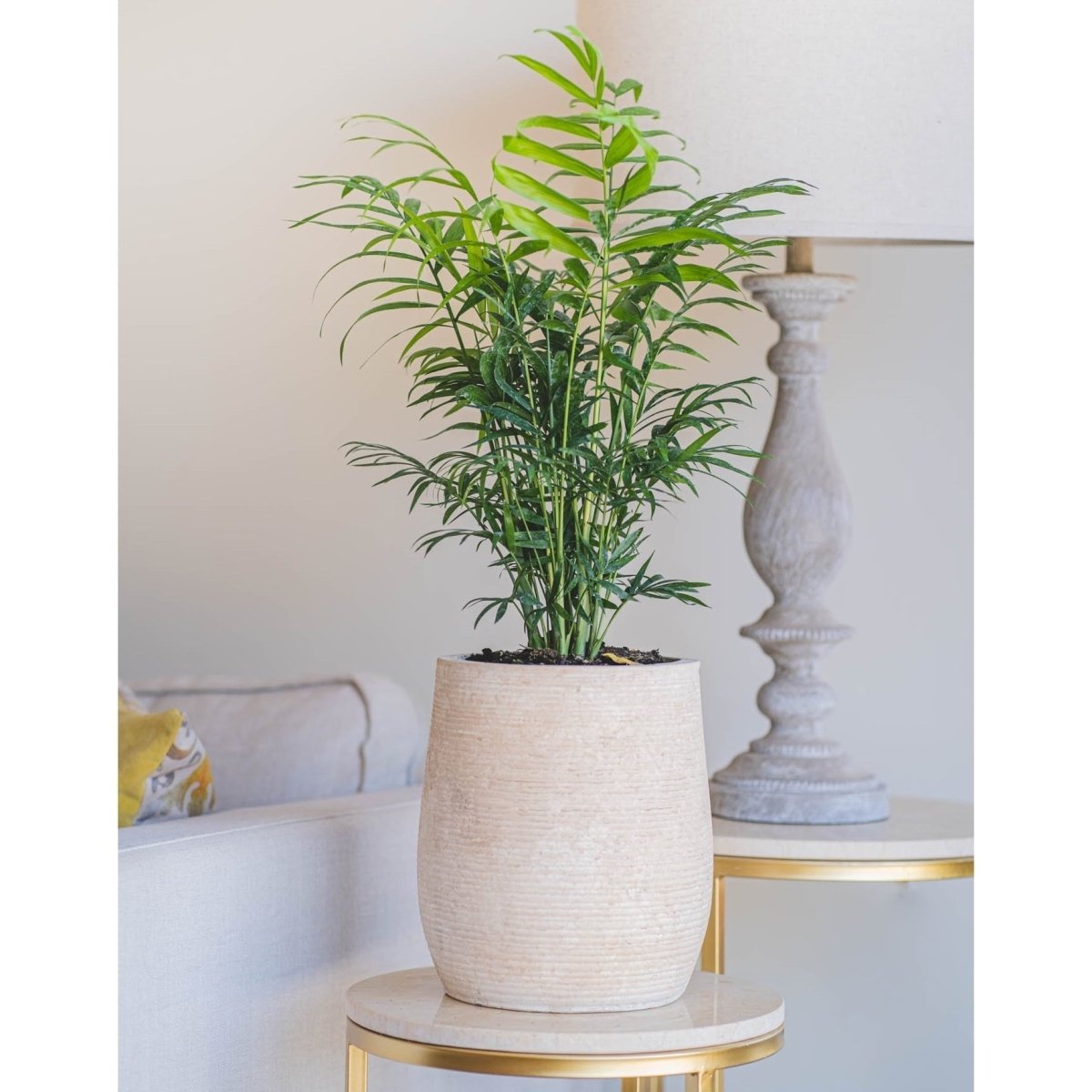 Palmera Chamaedorea - tiendachagual