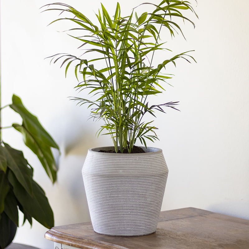 Palmera Chamaedorea - tiendachagual