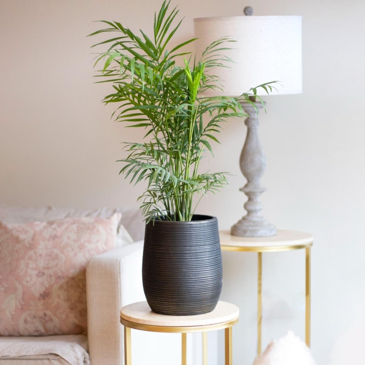 Palmera Chamaedorea - tiendachagual