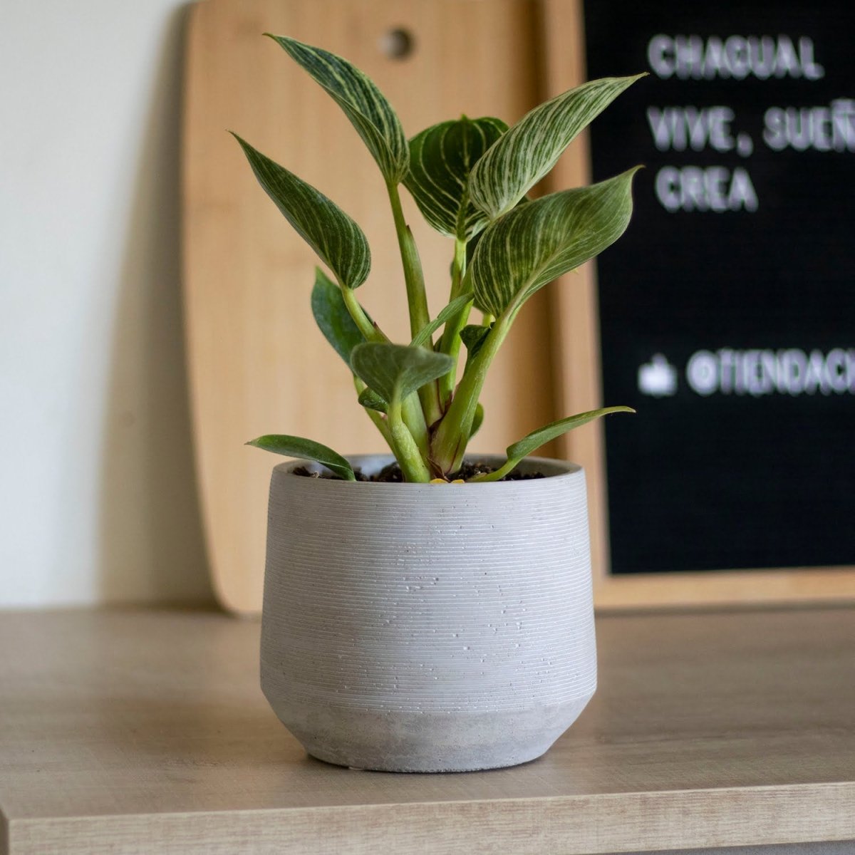 Philodendron Birkin - tiendachagual