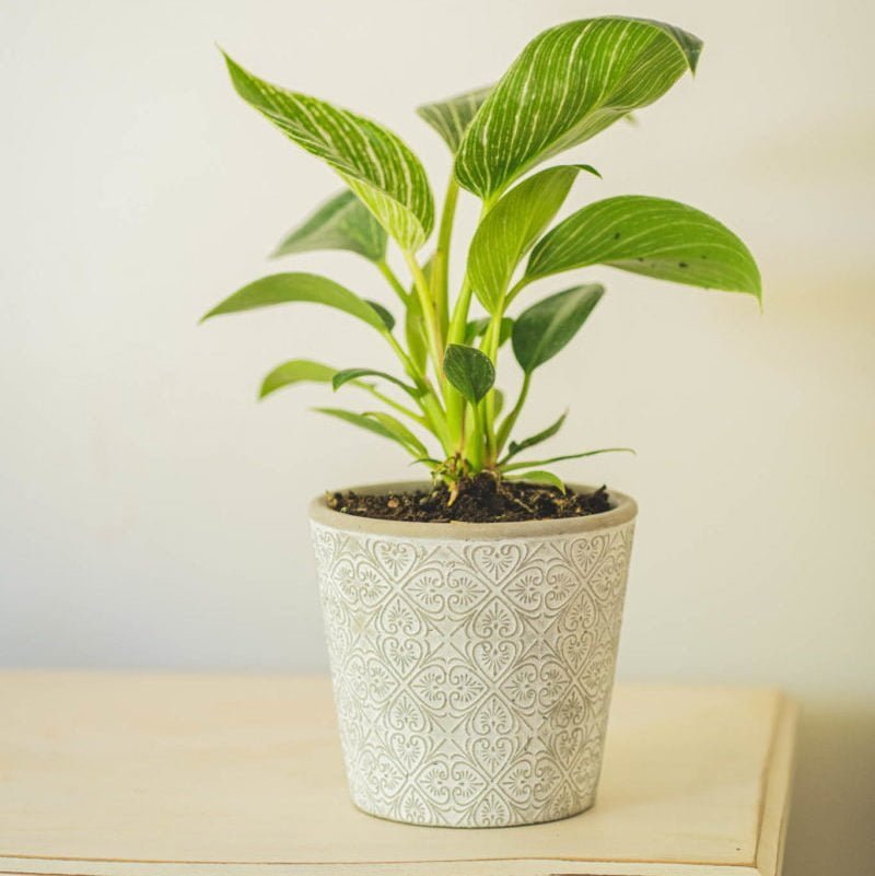 Philodendron Birkin - tiendachagual