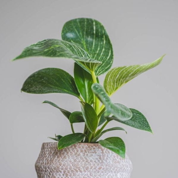 Philodendron Birkin - tiendachagual