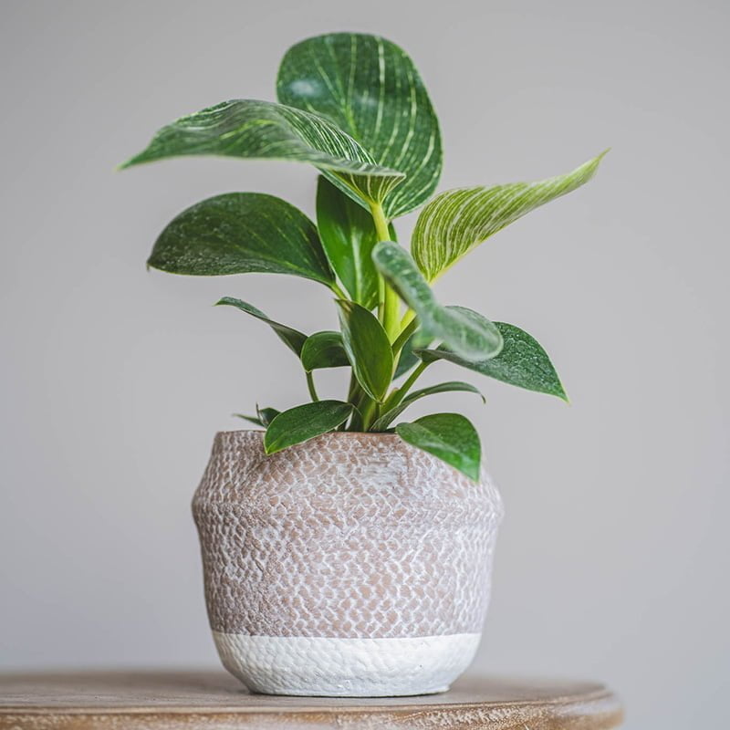 Philodendron Birkin - tiendachagual