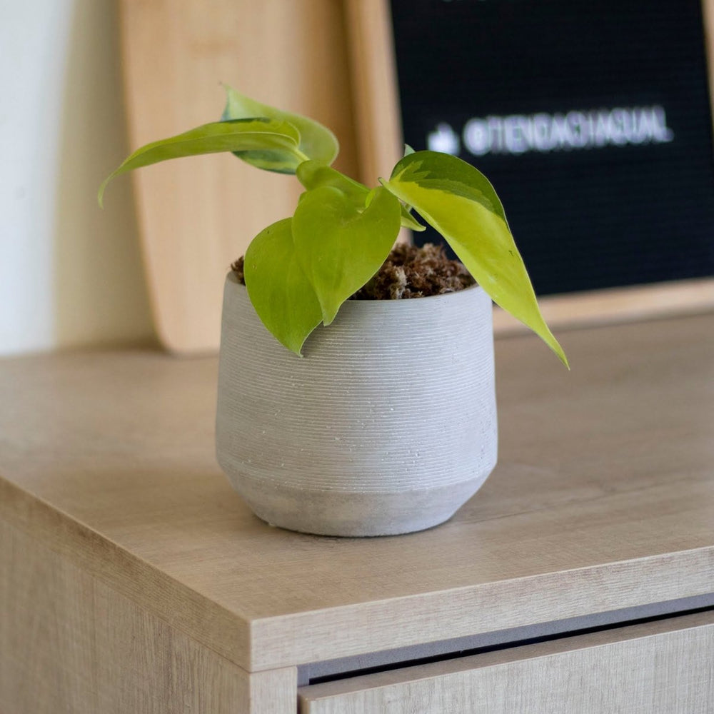 Philodendron Cordatum Brasil - tiendachagual