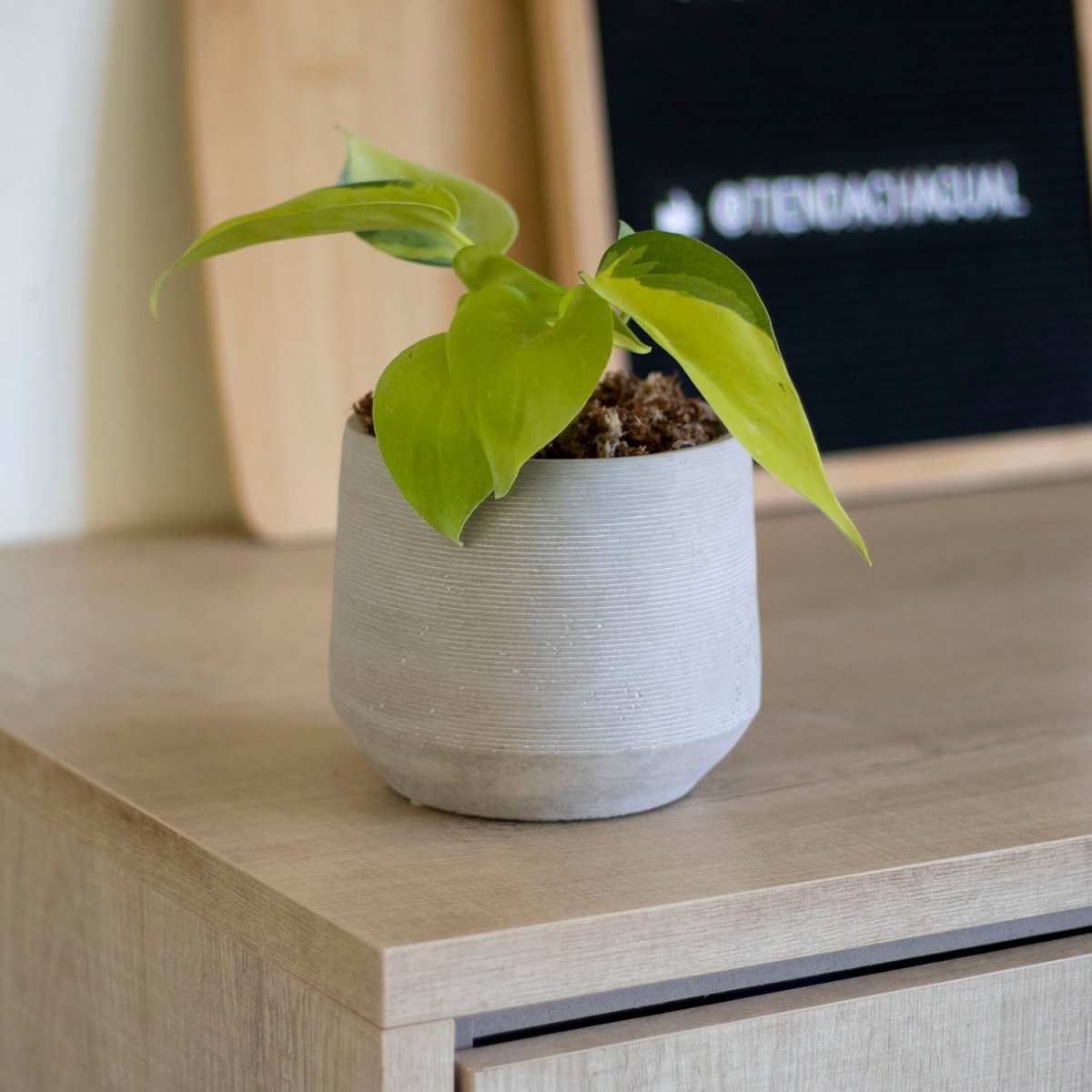 Philodendron Cordatum Brasil - tiendachagual