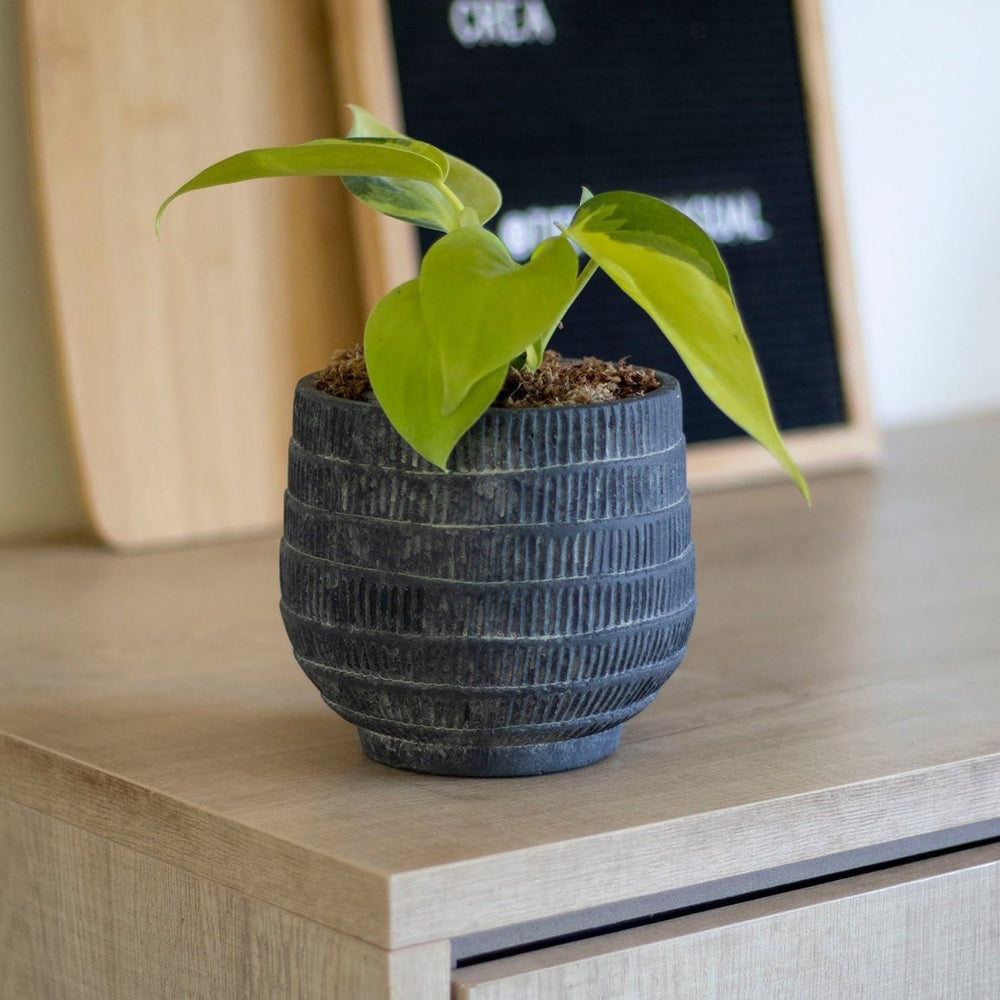 Philodendron Cordatum Brasil - tiendachagual