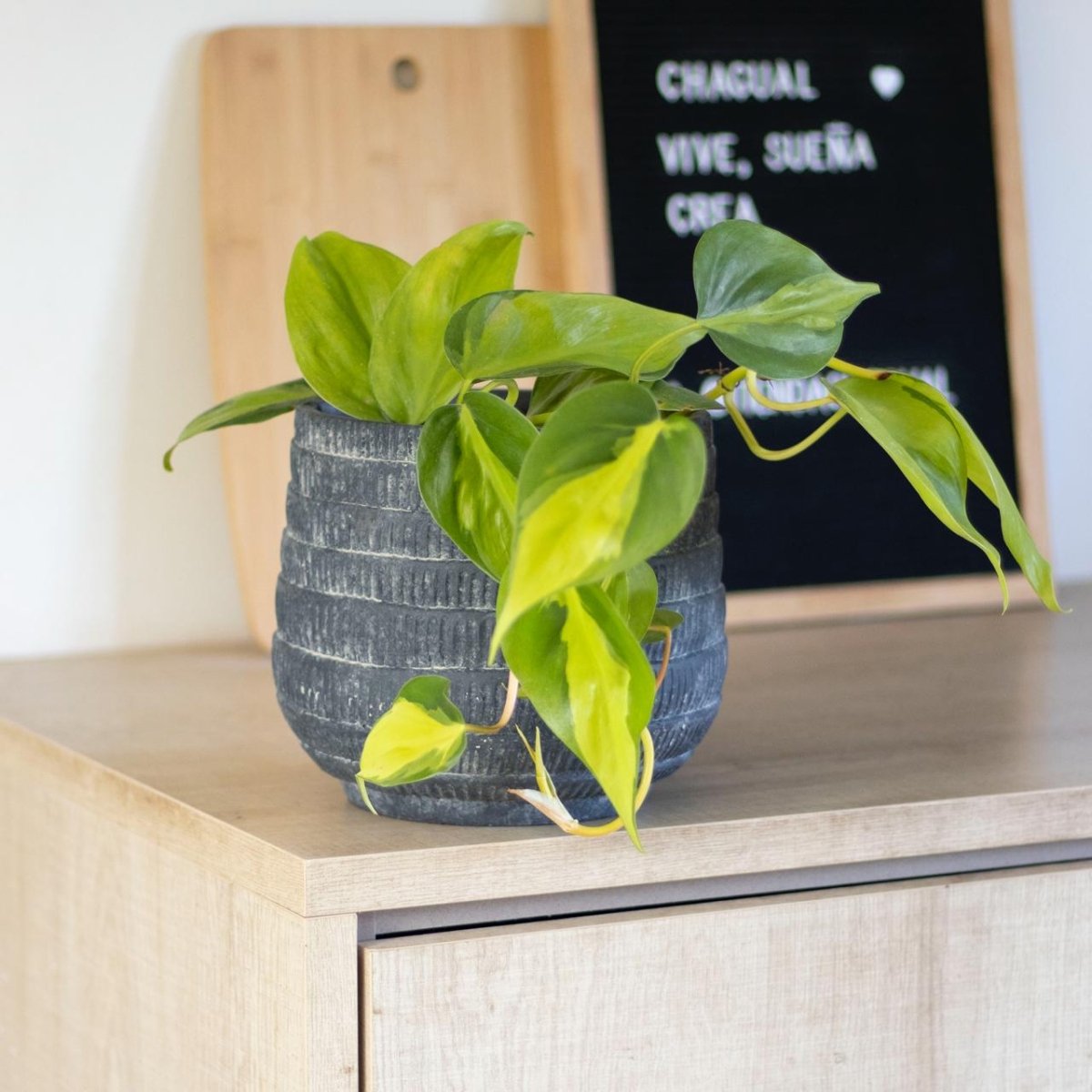 Philodendron Cordatum Brasil - tiendachagual