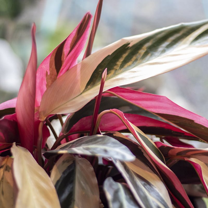 Stromanthe Triostar - tiendachagual