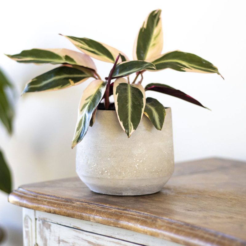 Stromanthe Triostar - tiendachagual