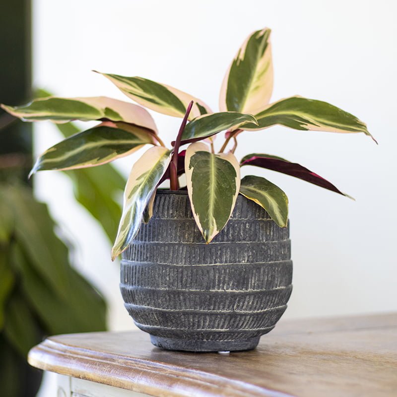 Stromanthe Triostar - tiendachagual