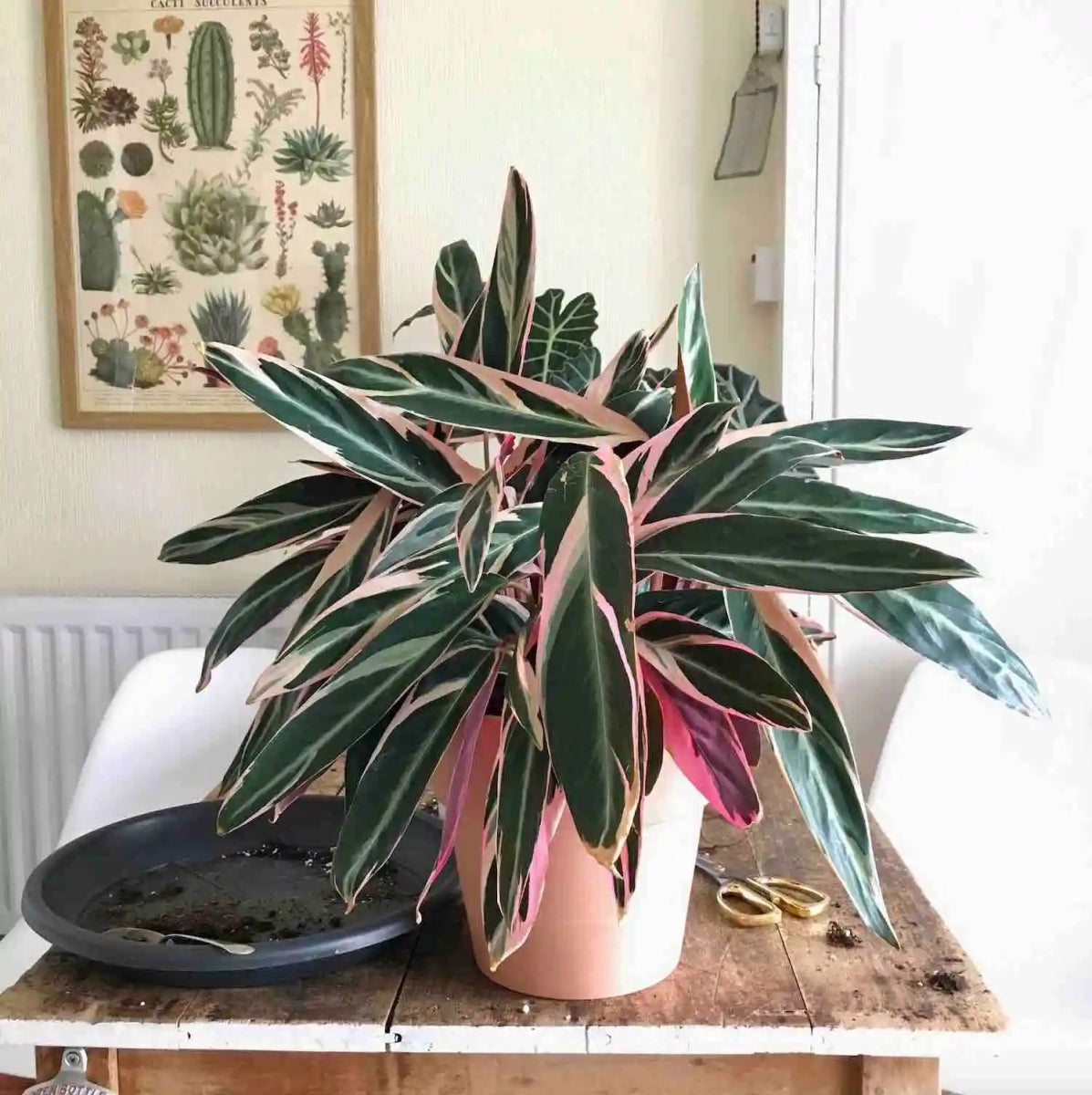 Stromanthe Triostar - tiendachagual