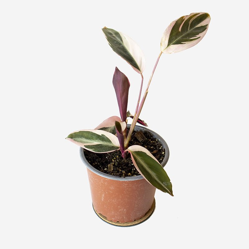 Stromanthe Triostar - tiendachagual