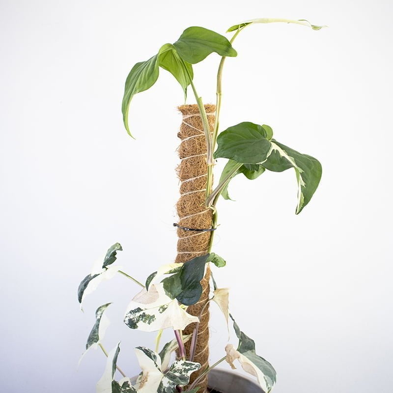 Tutor planta trepadora - tiendachagual